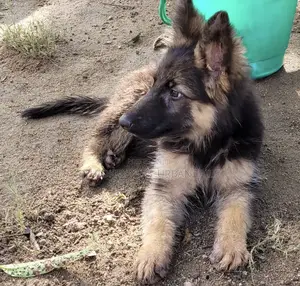 1-3 months Male Purebred German Shepherd