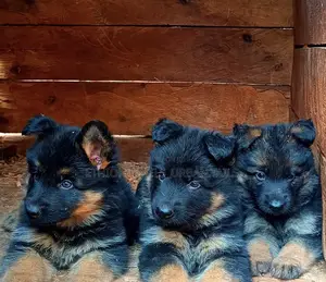 1-3 months Male Purebred German Shepherd