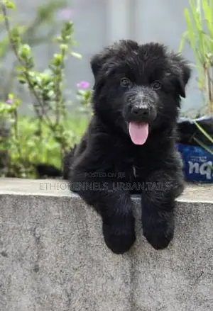 3-6 months Male Purebred German Shepherd