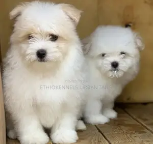 1-3 months Male Purebred Maltese