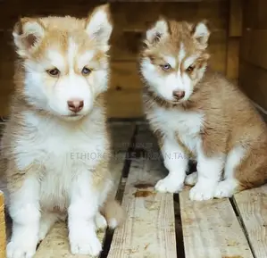 1-3 months Male Purebred Siberian Husky