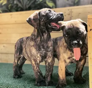 1-3 months Female Purebred Mastiff