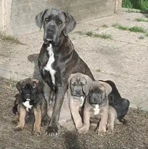 1-3 months Male Purebred Cane Corso
