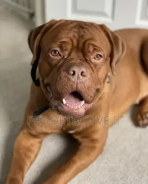 1-3 months Male Purebred Cane Corso
