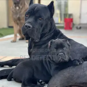 1-3 months Male Purebred Cane Corso