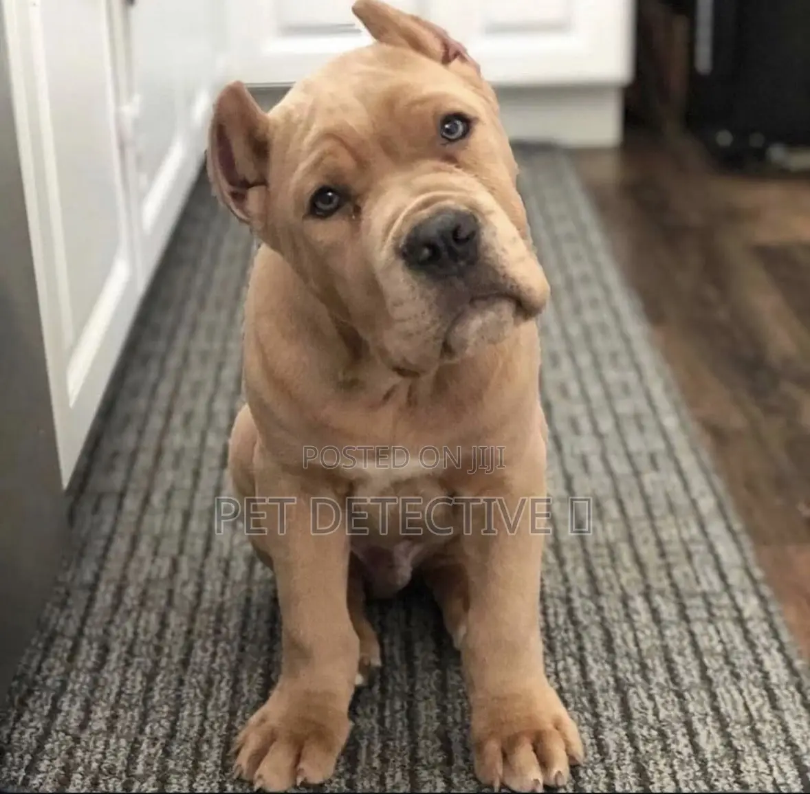 1-3 months Male Purebred Cane Corso