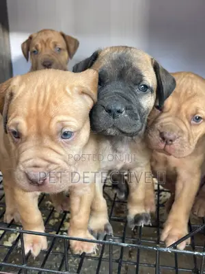 1-3 months Male Purebred Cane Corso
