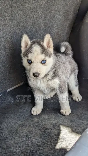 1-3 months Male Purebred Siberian Husky