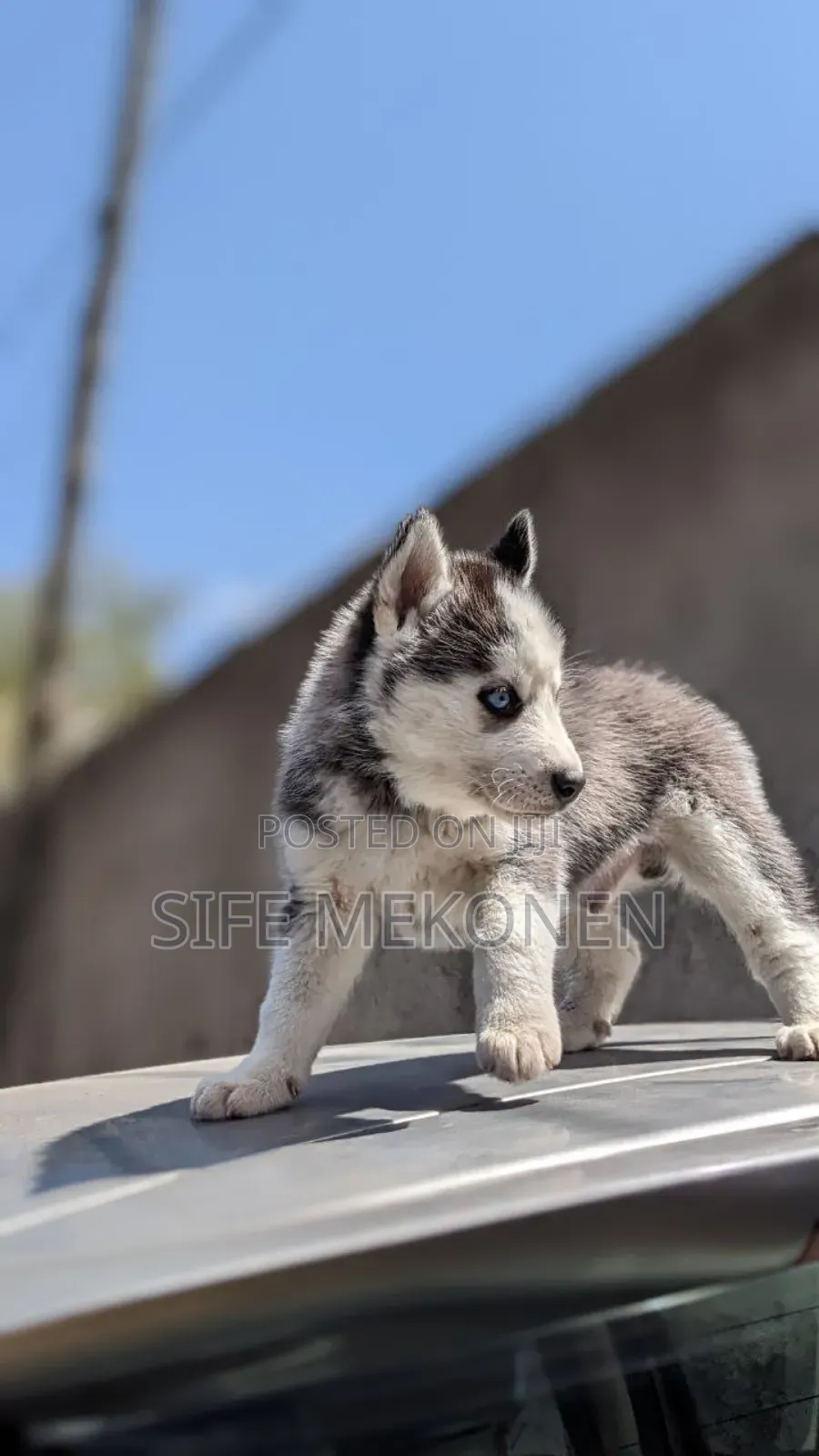 1-3 months Male Purebred Siberian Husky