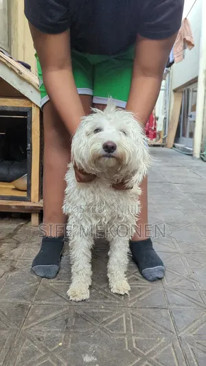 6-12 months Female Purebred Maltese