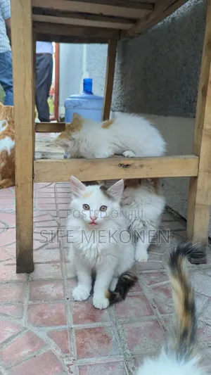 1-3 months Female Purebred Abyssinian