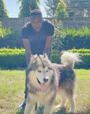 1-3 months Male Purebred Siberian Husky