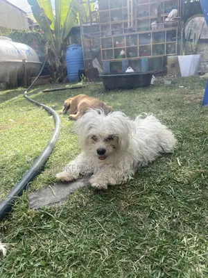 3-6 months Female Purebred Maltese