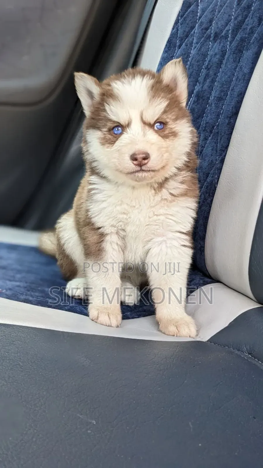 1-3 months Male Purebred Siberian Husky
