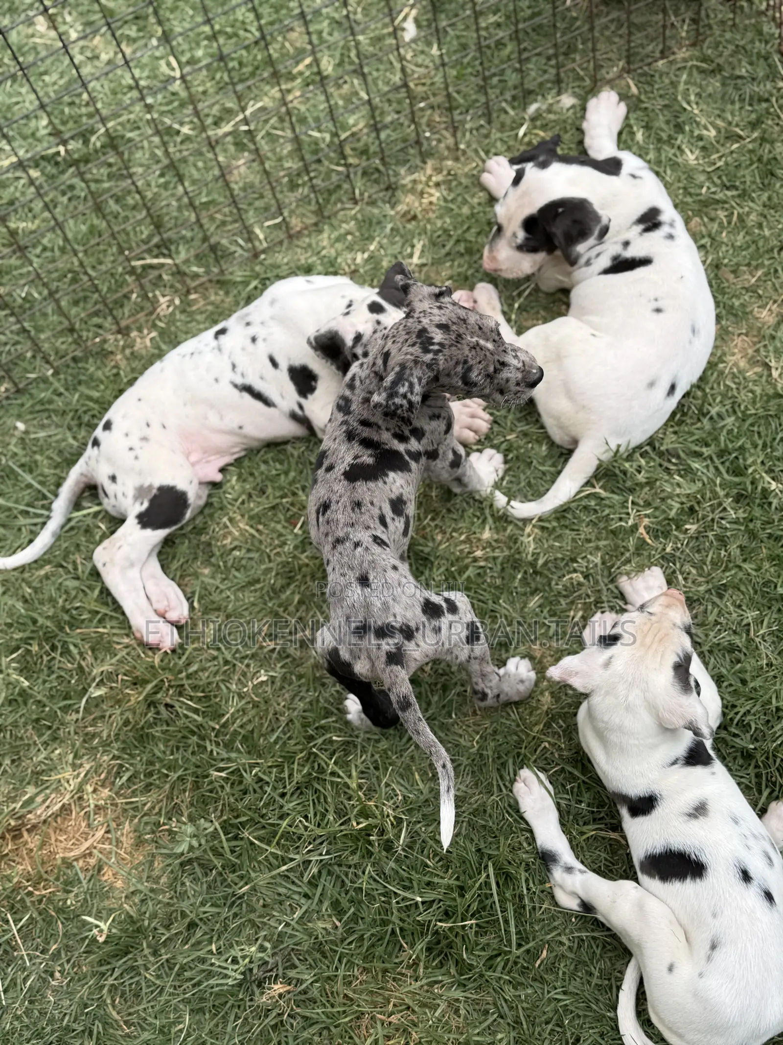 1-3 months Female Purebred Great Dane