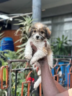 1-3 months Female Purebred Maltese