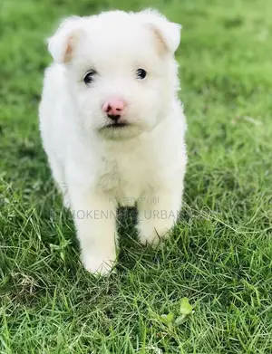1-3 months Male Purebred Maltese