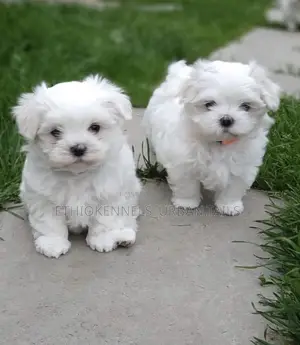 1-3 months Male Purebred Maltese