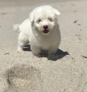 1-3 months Male Purebred Maltese
