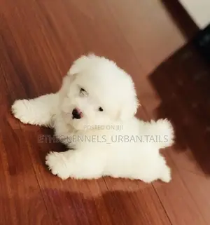 1-3 months Male Purebred Maltese