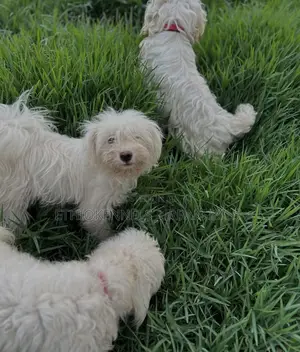 1-3 months Female Purebred Maltese