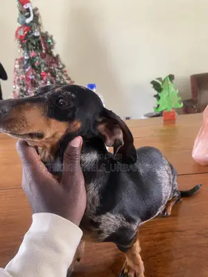 1-3 months Male Purebred Dachshund