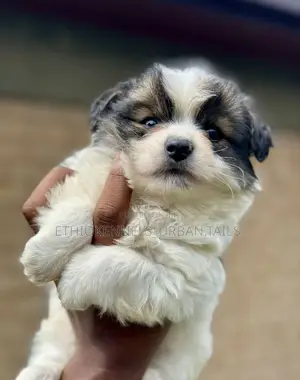 1-3 months Male Purebred Maltese