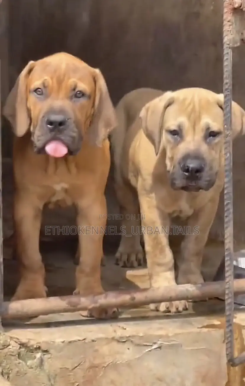 3-6 months Male Purebred Boerboel