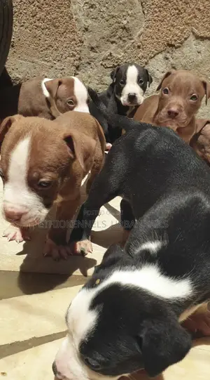 1-3 months Male Purebred American Pit Bull Terrier