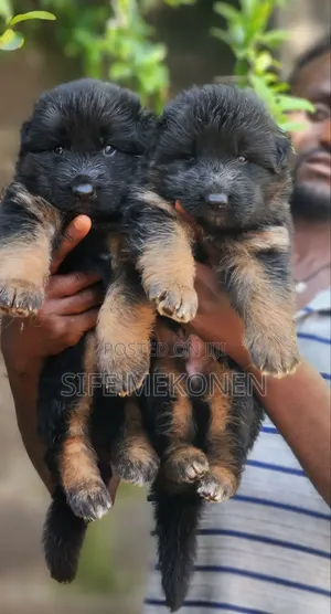 1-3 months Male Purebred German Shepherd
