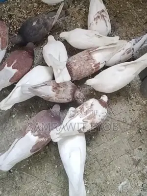 የቤት እርግቦች (Different Colors Male And Female Domestic Pigeons)