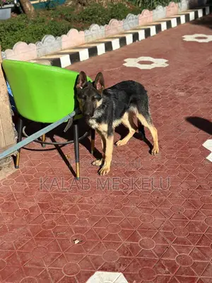 3-6 months Male Purebred German Shepherd