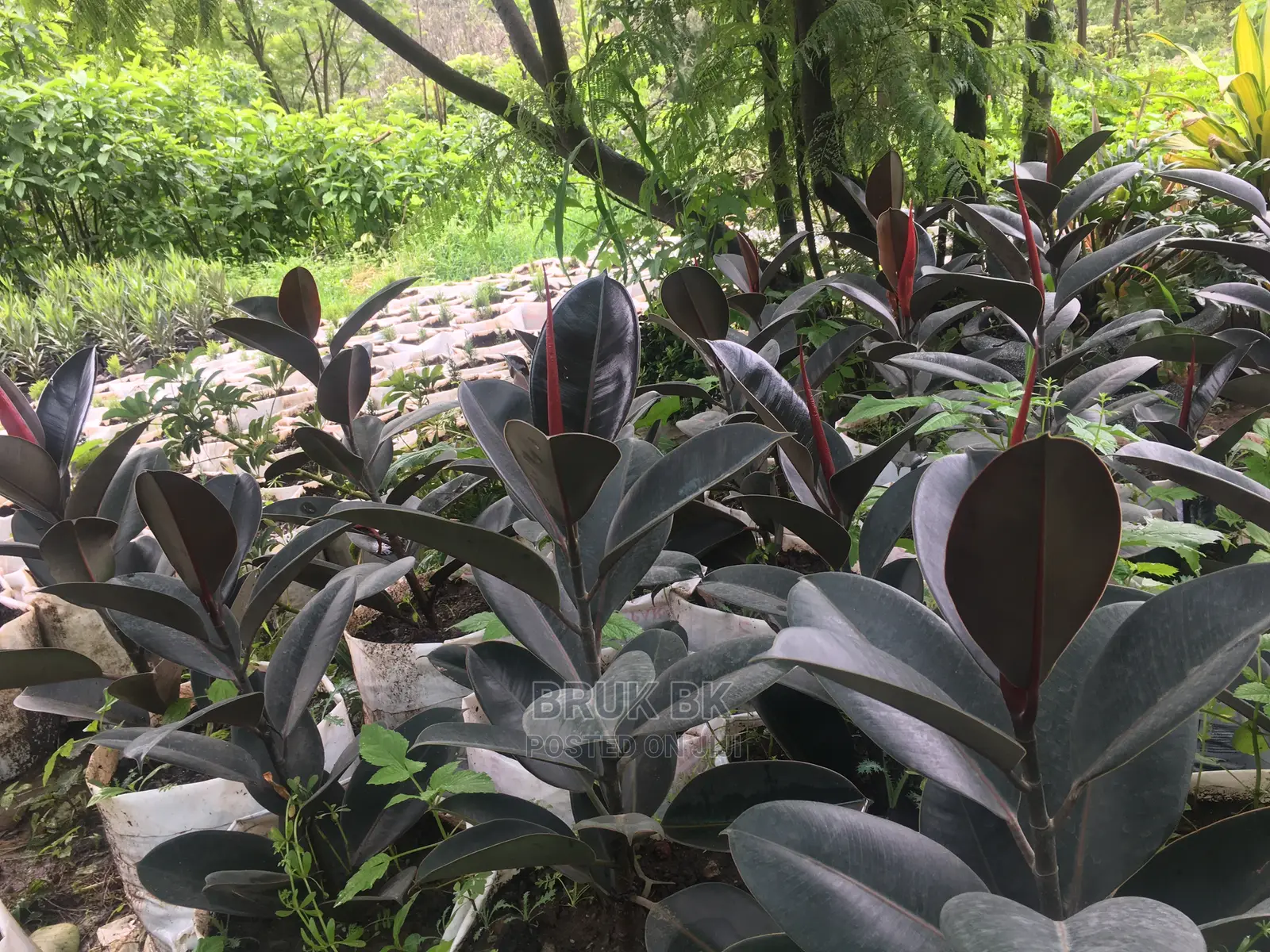 Rubber Tree