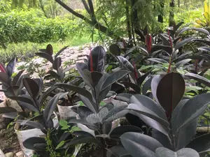 Rubber Tree