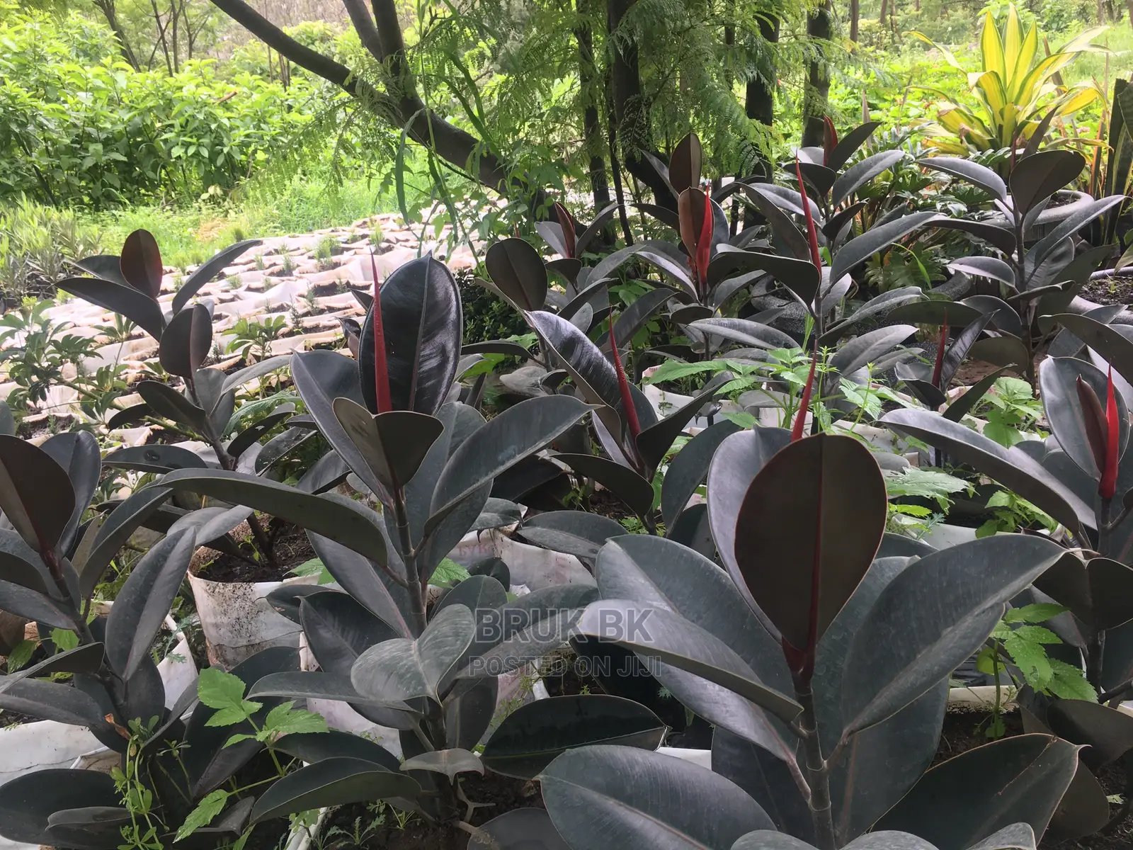 Rubber Tree