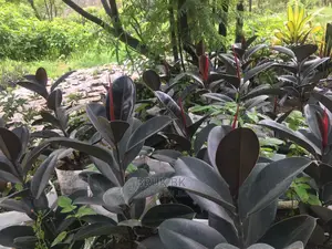 Rubber Tree