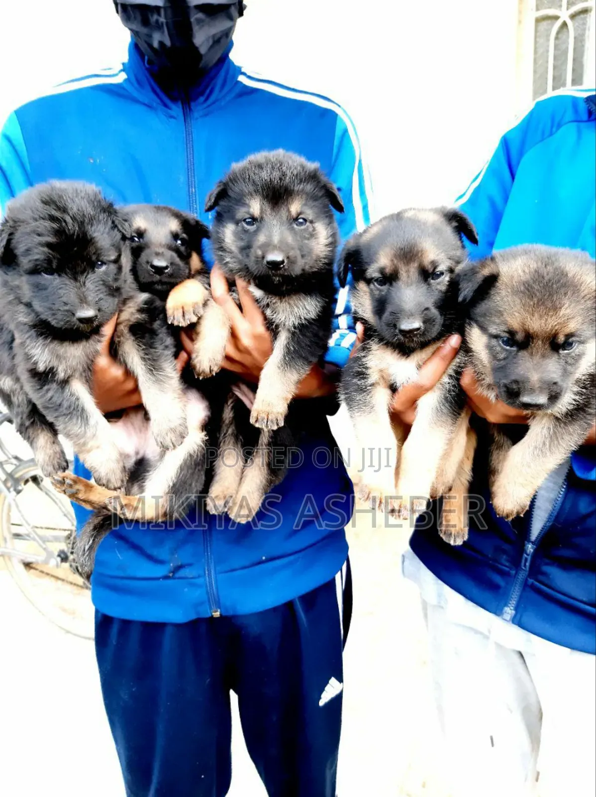 1-3 months Male Purebred German Shepherd