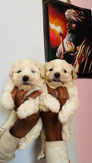1-3 months Male Purebred Maltese