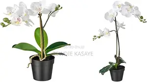 Ikea Fejka Artificial Potted Plant, Orchid White 9 Cm and 12 Cm