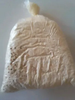 Oyster Mushroom Spawn/የእንጉዳይ ዘር
