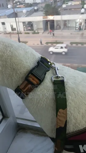 Dog Lead and Collar