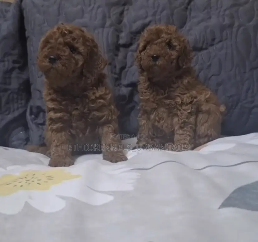 1-3 months Male Purebred Poodle