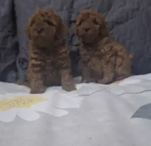 1-3 months Male Purebred Poodle