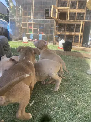 1-3 months Male Purebred American Pit Bull Terrier