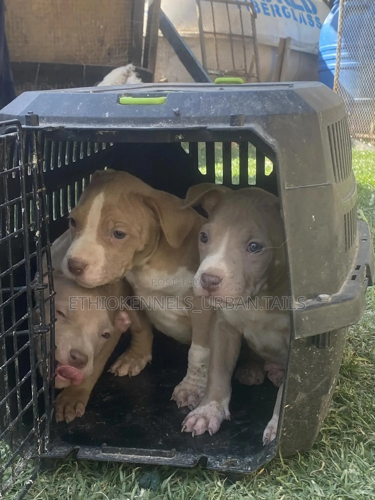 1-3 months Male Purebred American Pit Bull Terrier