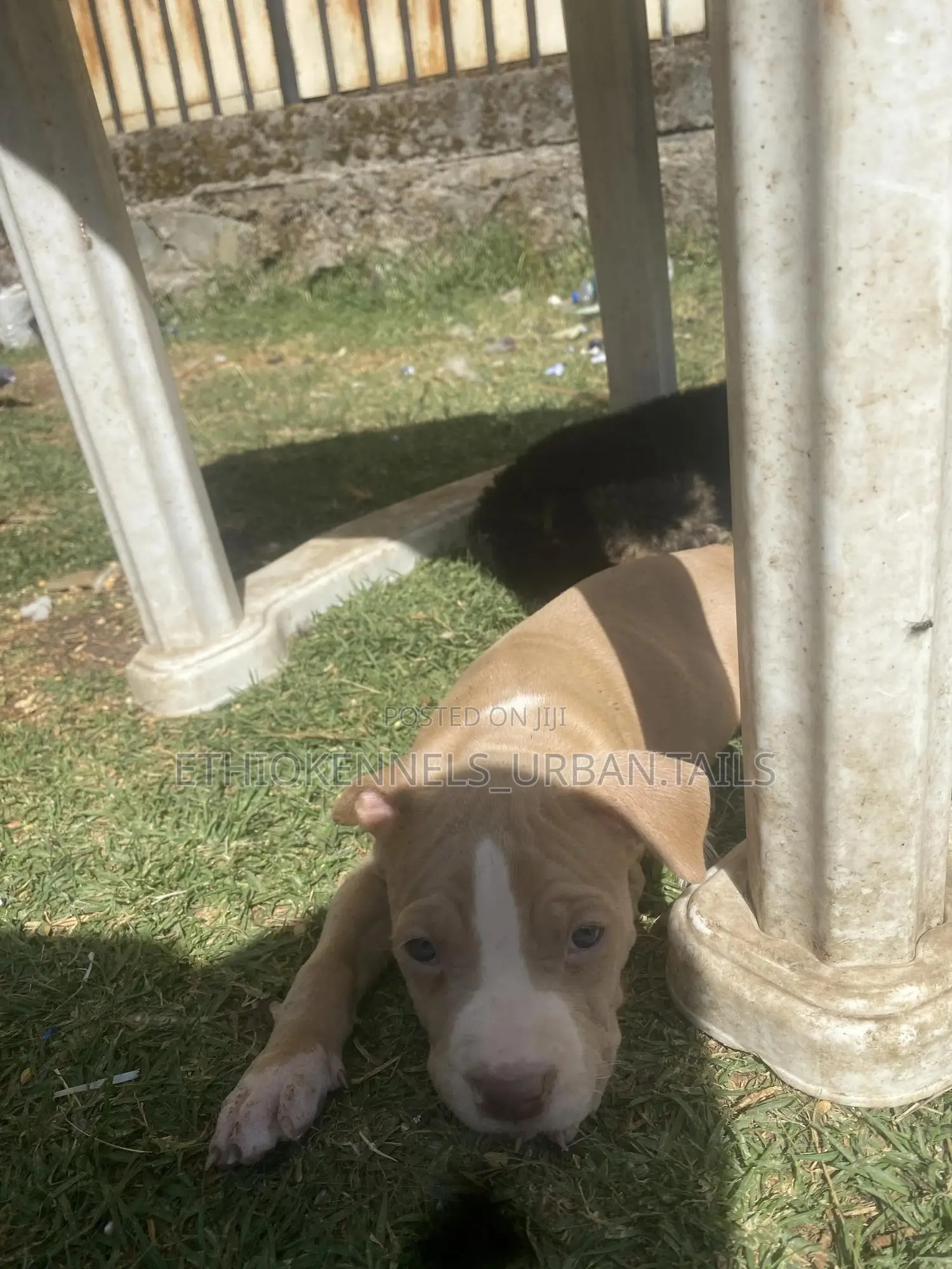 1-3 months Male Purebred American Pit Bull Terrier