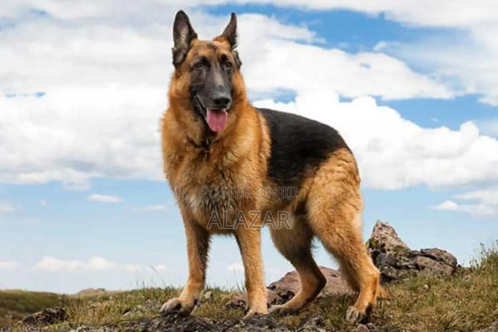 1-3 months Male Purebred German Shepherd