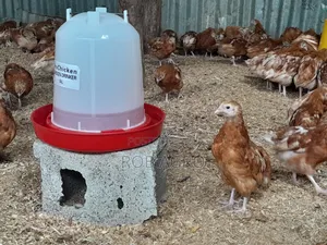 Pullet Chicken