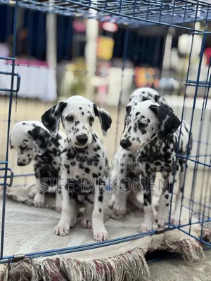1-3 months Male Purebred Dalmatian
