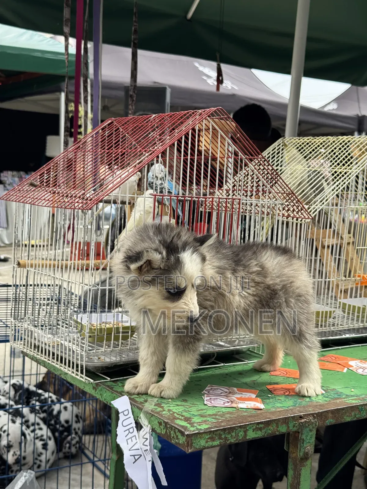 1-3 months Male Purebred Siberian Husky